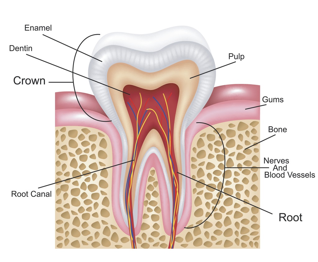 When Do You Need a Root Canal? | Delta Dental